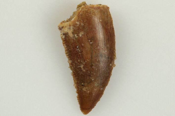 Serrated, .6" Raptor Tooth - Real Dinosaur Tooth